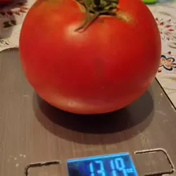 Customer review photo for Big Beef Plus F1 Tomato