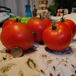 Customer review photo for Big Beef Plus F1 Tomato
