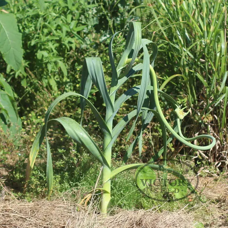 Elephant Garlic