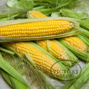 Kandy Korn F1 Sweet Corn