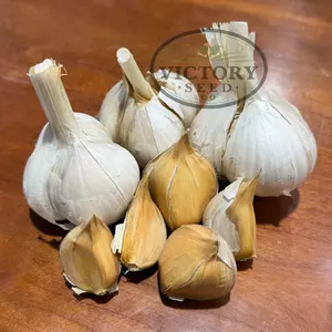 Elephant Garlic