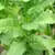 Havana Z992 Tobacco thumbnail 2