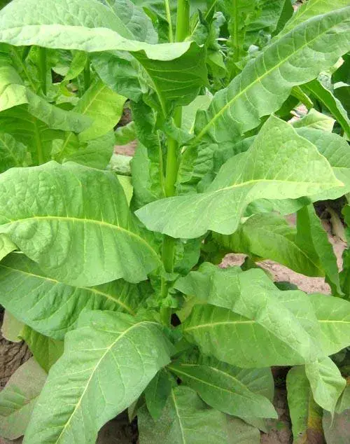 Havana Z992 Tobacco