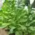 Havana Z992 Tobacco thumbnail 1