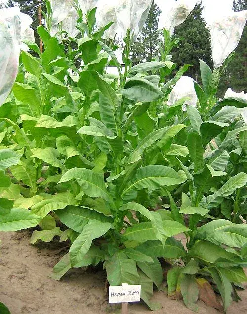 Havana Z992 Tobacco