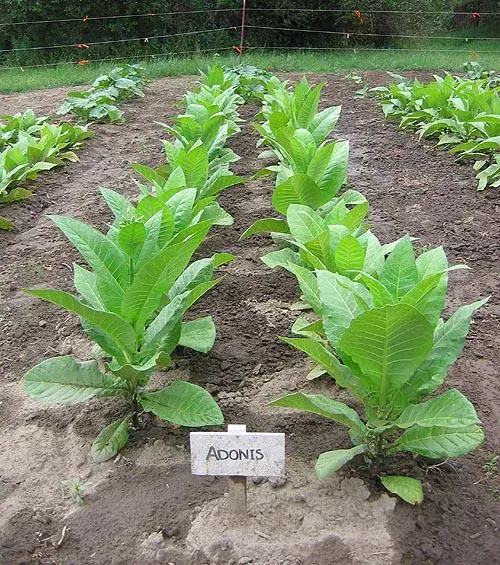 Adonis Tobacco