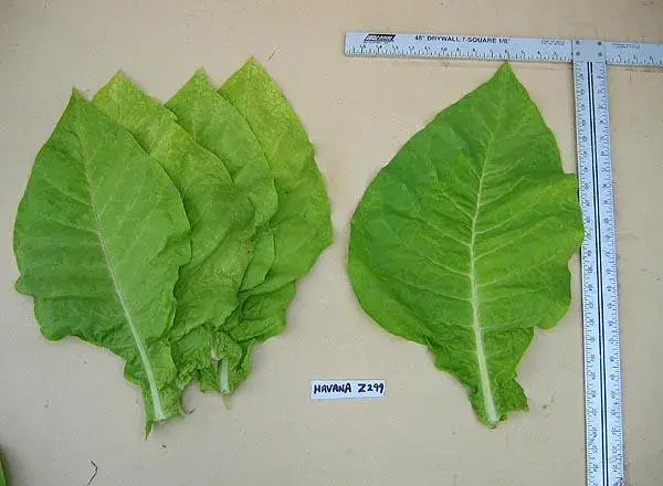 Havana Z992 Tobacco