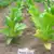 Havana Z992 Tobacco thumbnail 3