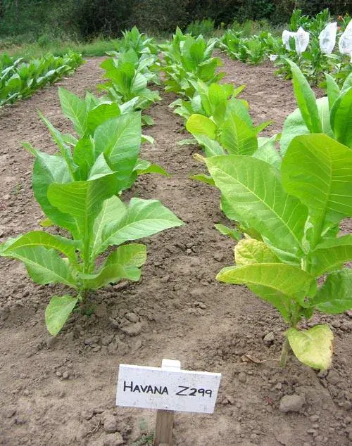 Havana Z992 Tobacco