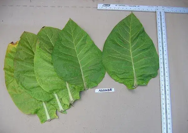 Adonis Tobacco