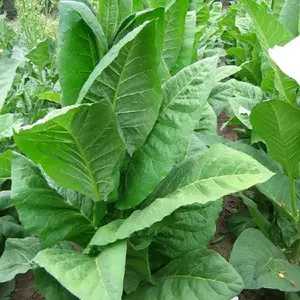 Adonis Tobacco