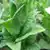 Adonis Tobacco thumbnail 1