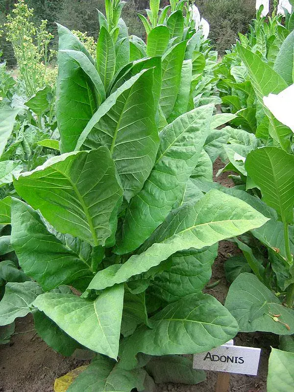Adonis Tobacco