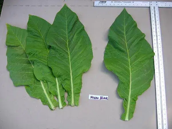 Negro Black Tobacco