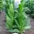 Bucak Tobacco thumbnail 2