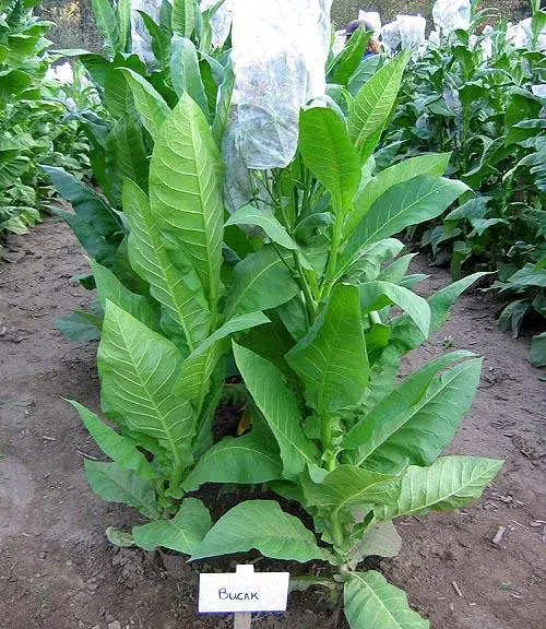 Bucak Tobacco