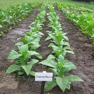 Indian Black Tobacco