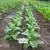 Indian Black Tobacco thumbnail 1