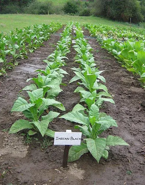 Indian Black Tobacco