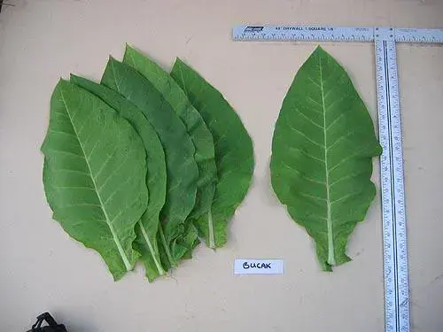 Bucak Tobacco
