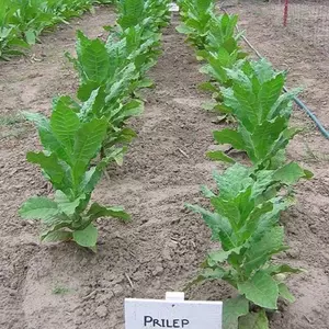 Prilep P66-9/7 Tobacco