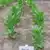Prilep P66-9/7 Tobacco thumbnail 1