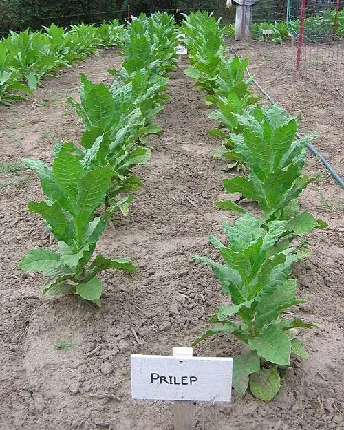 Prilep P66-9/7 Tobacco