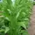 Japan 8 Tobacco thumbnail 1