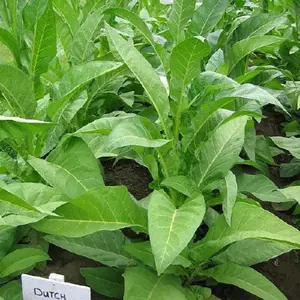 Ohio Dutch Tobacco