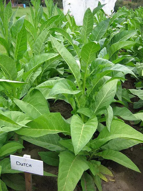 Ohio Dutch Tobacco