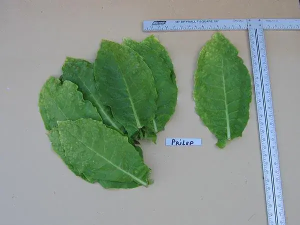Prilep P66-9/7 Tobacco