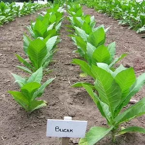 Bucak Tobacco
