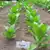 Bucak Tobacco thumbnail 1