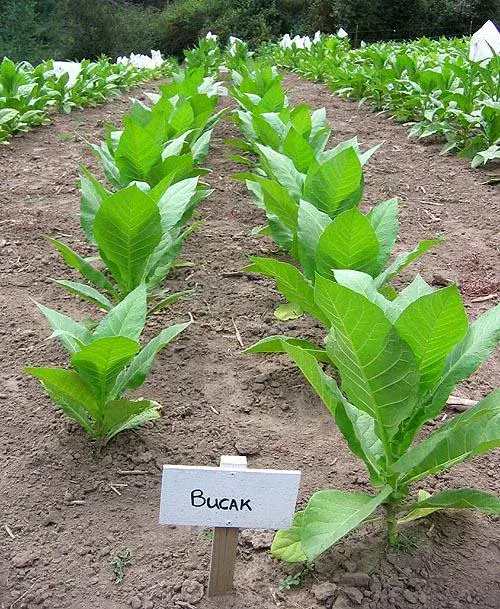 Bucak Tobacco