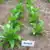 Japan 8 Tobacco thumbnail 3