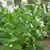 American 14 Tobacco thumbnail 3