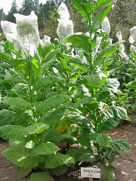 American 14 Tobacco