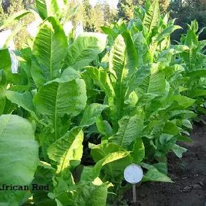 African Red Tobacco