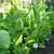 African Red Tobacco thumbnail 1