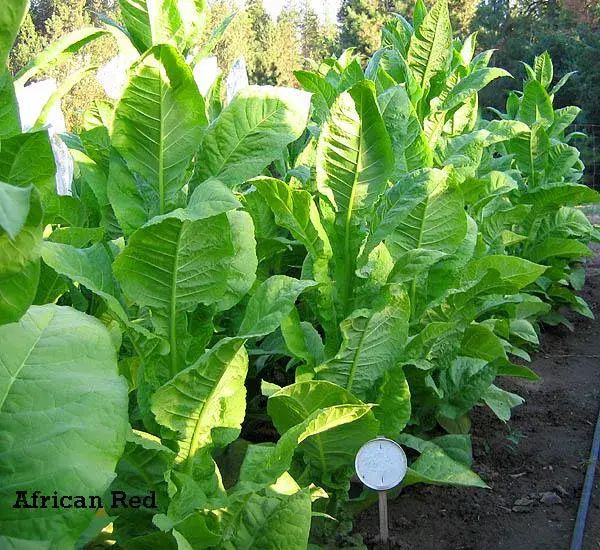 African Red Tobacco