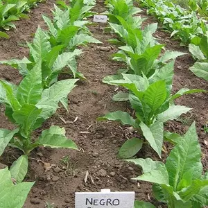 Negro Black Tobacco