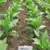Negro Black Tobacco thumbnail 1