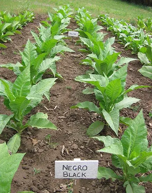 Negro Black Tobacco