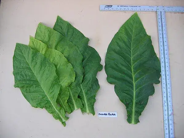 Indian Black Tobacco