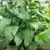 Indian Black Tobacco thumbnail 2