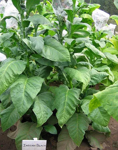 Indian Black Tobacco
