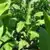Negro Black Tobacco thumbnail 2