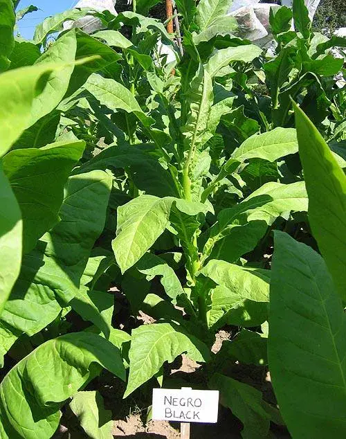 Negro Black Tobacco