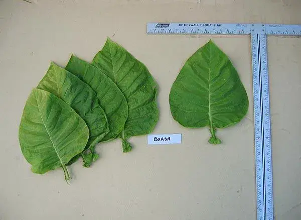Bursa Tobacco