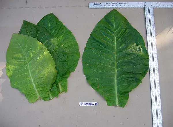 American 14 Tobacco